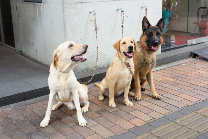 看板犬