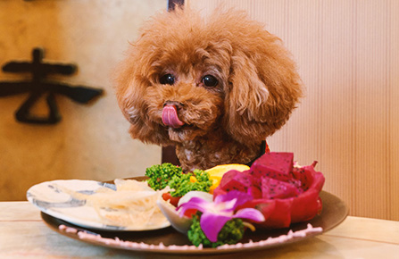 愛犬同伴可能な中華料理店