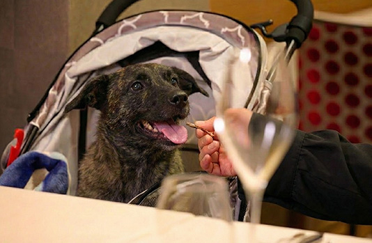 愛犬の同伴可能な「ワンコの日」